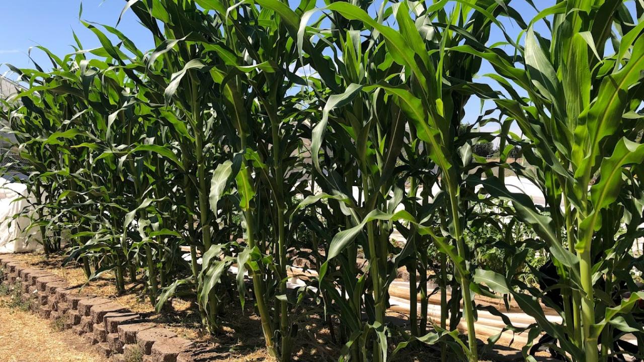 Field of Nigerian Maize